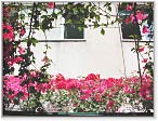 Foto fiori
